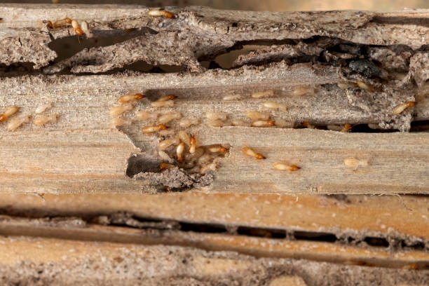 Best Commercial Pest Control Services  in Parole, MD